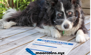 Luxury vs. standard pet insurance